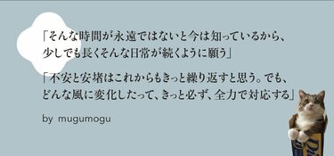 ビール箱に滑り込む動画でブレイクしたスコティッシュフォールドのまる