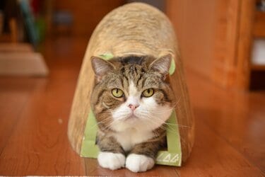 ビール箱に滑り込む動画でブレイクしたスコティッシュフォールドのまる