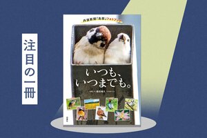 モフモフのスズメやモズに「癒される」と大人気！　Yahoo!ニュースで話題の「鳥部」が捉えた超絶可愛いチュン間　『いつも、いつまでも。～丹波新聞「鳥部」フォトブック』森田靖久:イメージ
