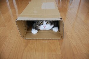 ビール箱に滑り込む動画でブレイクしたスコティッシュフォールドのまるとの生活を綴った猫フォトエッセイ　『まるです。猫と暮らすということ。』mugumogu:イメージ