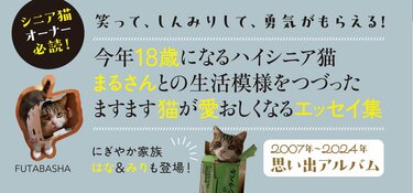 ビール箱に滑り込む動画でブレイクしたスコティッシュフォールドのまる