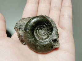 【創作大賞双葉社賞受賞作】古生物学者の夫