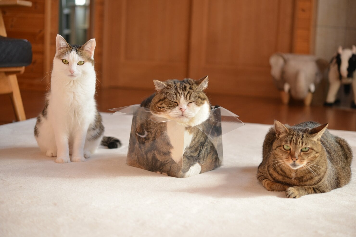 ビール箱に滑り込む動画でブレイクしたスコティッシュフォールドのまるとの生活を綴った猫フォトエッセイ 『まるです。猫と暮らすということ ...