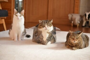 ビール箱に滑り込む動画でブレイクしたスコティッシュフォールドのまる